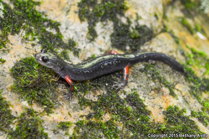 Red-legged Salamander (Plethodon shermani)