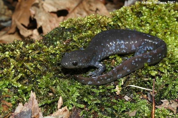 Jefferson Salamander (Ambystoma jeffersonianum)