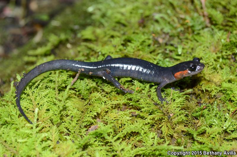 Red-cheeked Salamander (Plethodon jordani)