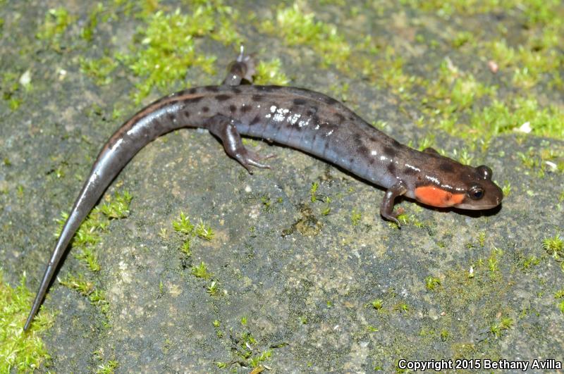 Imitator Salamander (Desmognathus imitator)