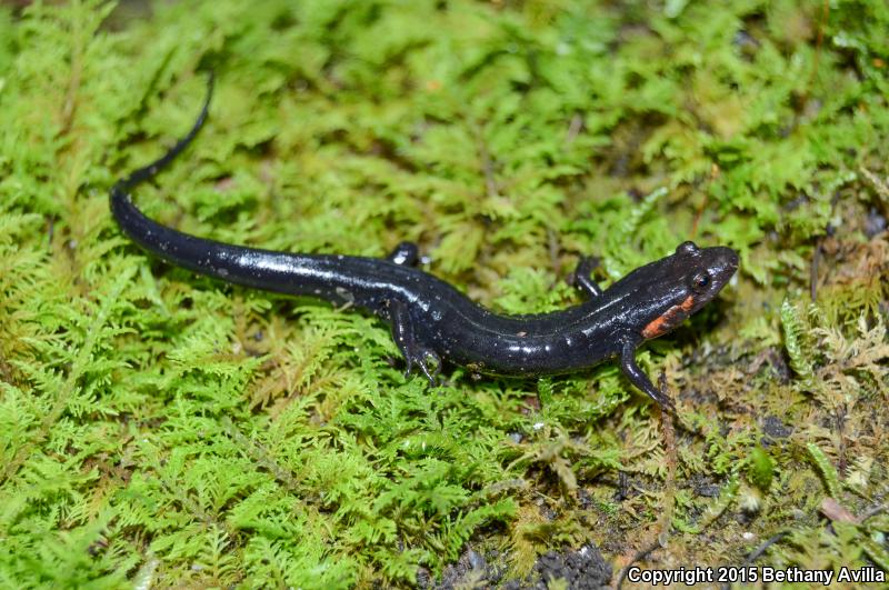 Imitator Salamander (Desmognathus imitator)