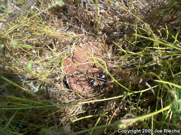 Red Diamond Rattlesnake (Crotalus ruber ruber)