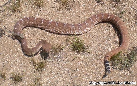 Red Diamond Rattlesnake (Crotalus ruber ruber)