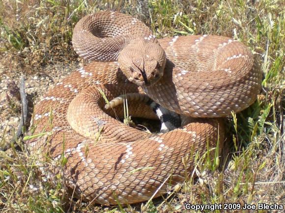 Red Diamond Rattlesnake (Crotalus ruber ruber)