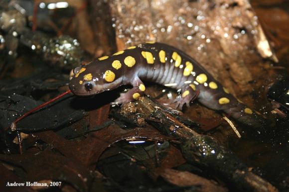 Spotted Salamander (Ambystoma maculatum)