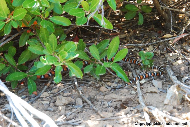 St. Helena Mountain Kingsnake (Lampropeltis zonata zonata)