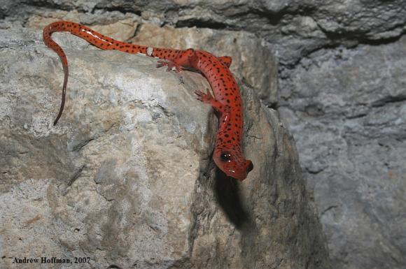 Cave Salamander (Eurycea lucifuga)