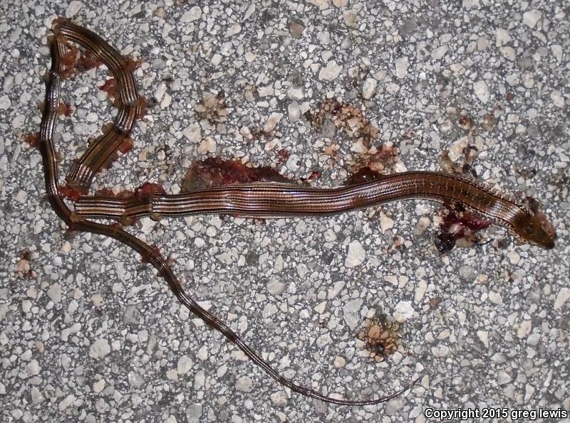 Eastern Slender Glass Lizard (Ophisaurus attenuatus longicaudus)