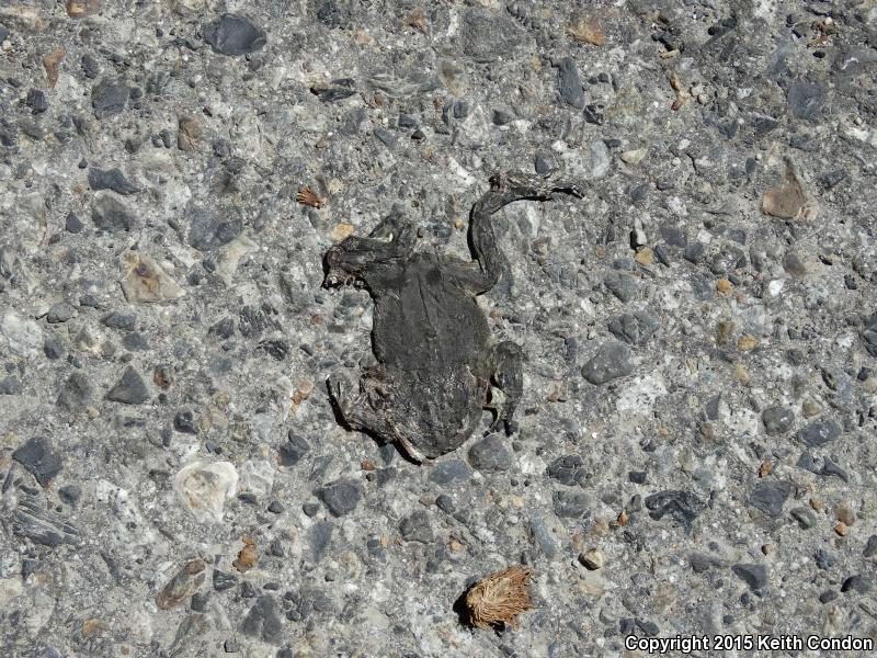 Yosemite Toad (Anaxyrus canorus)