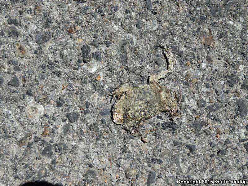 Yosemite Toad (Anaxyrus canorus)