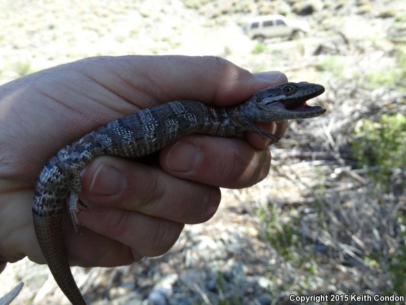 Panamint Alligator Lizard (Elgaria panamintina)