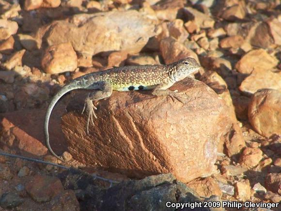 Canyon Earless Lizard (Holbrookia elegans elegans)