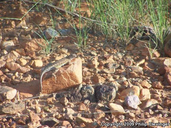 Canyon Earless Lizard (Holbrookia elegans elegans)