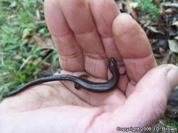 Southern Ravine Salamander (Plethodon richmondi)