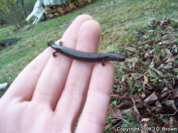 Southern Ravine Salamander (Plethodon richmondi)