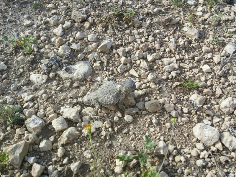 Round-tailed Horned Lizard (Phrynosoma modestum)