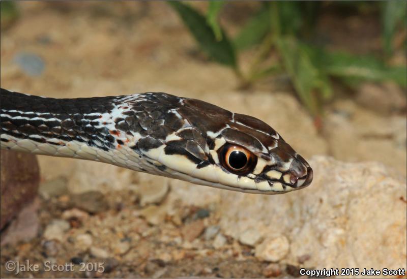 Central Texas Whipsnake (Coluber taeniatus girardi)