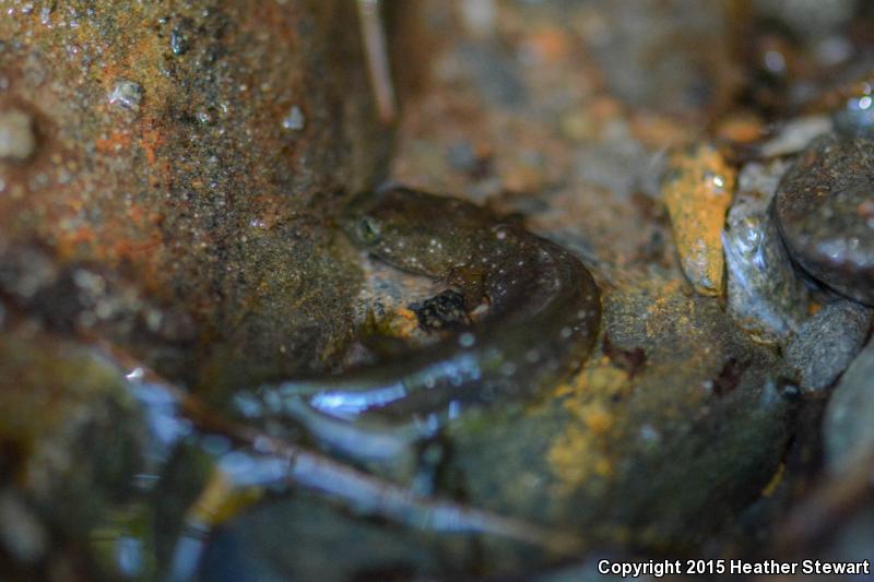 Olympic Torrent Salamander (Rhyacotriton olympicus)