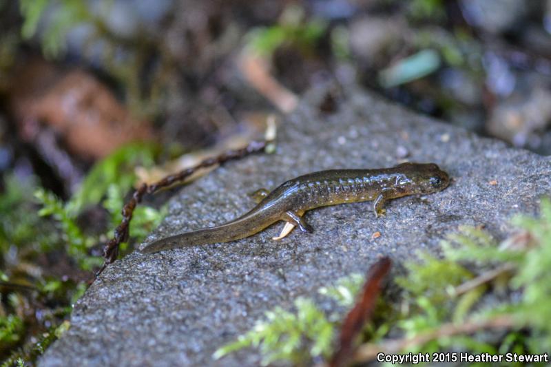 Olympic Torrent Salamander (Rhyacotriton olympicus)