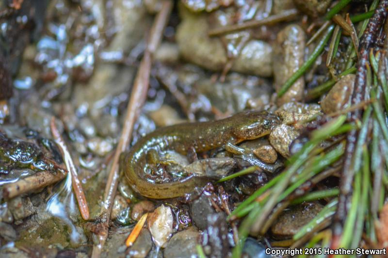 Olympic Torrent Salamander (Rhyacotriton olympicus)