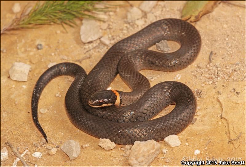 Mississippi Ring-necked Snake (Diadophis punctatus stictogenys)