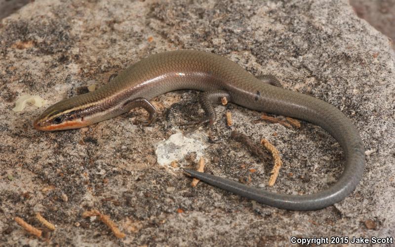 Short-lined Skink (Plestiodon tetragrammus brevilineatus)