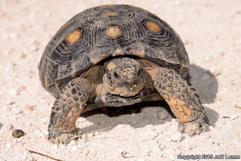 Texas Tortoise (Gopherus berlandieri)