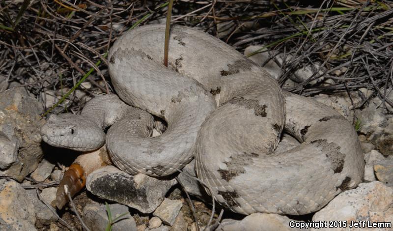 Mottled Rock Rattlesnake (Crotalus lepidus lepidus)