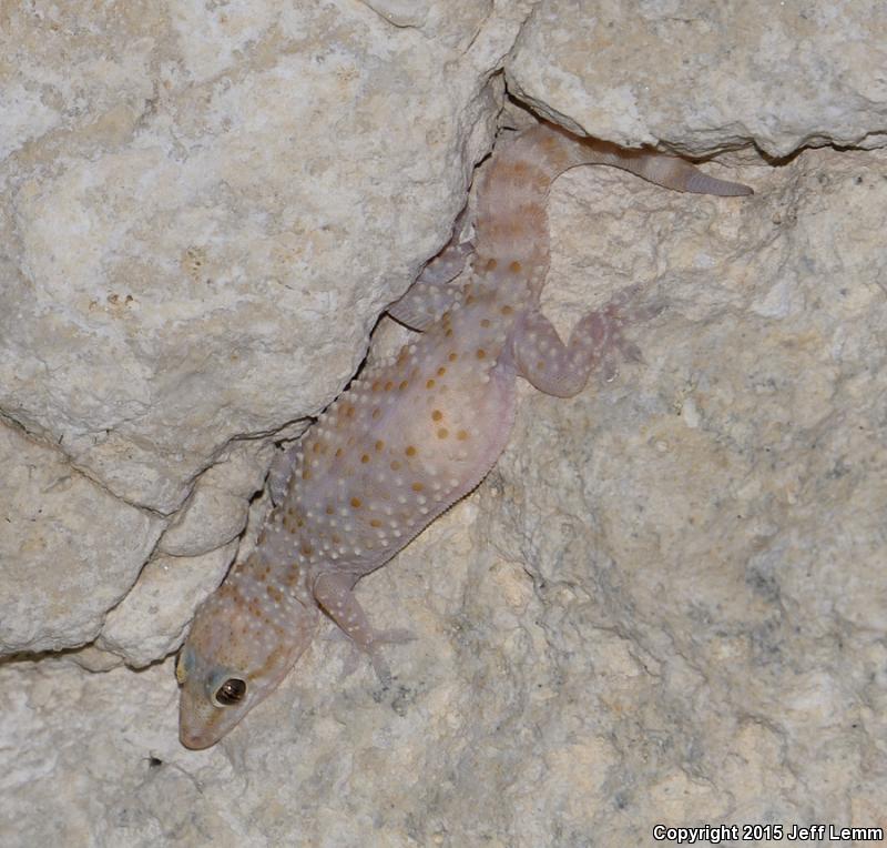 Indo-Pacific Gecko (Hemidactylus garnotii)