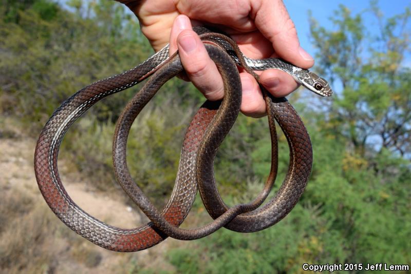 Central Texas Whipsnake (Coluber taeniatus girardi)