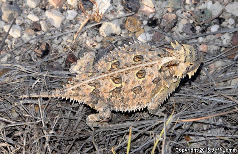 Cape Horned Lizard (Phrynosoma coronatum)