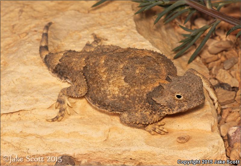 Round-tailed Horned Lizard (Phrynosoma modestum)