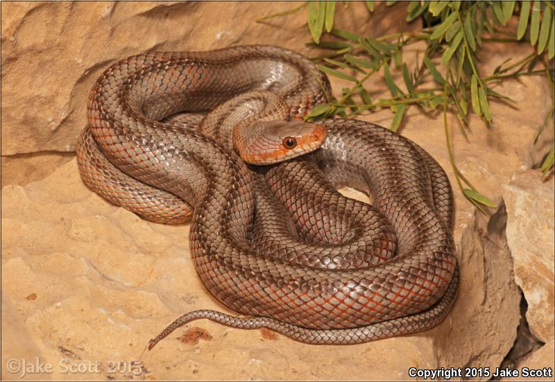 Baird's Ratsnake (Pantherophis bairdi)