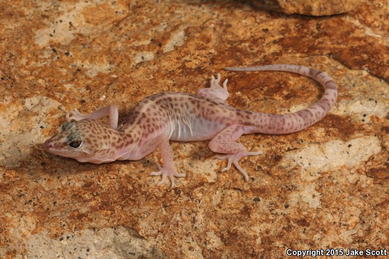 Reticulate Gecko (Coleonyx reticulatus)