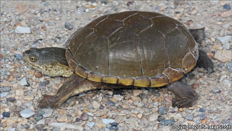 Yellow Mud Turtle (Kinosternon flavescens)