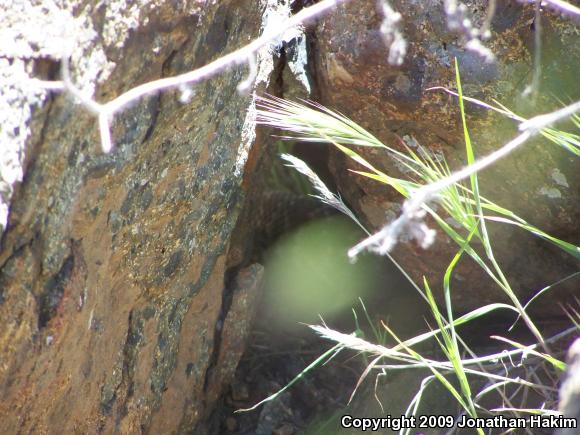 Red Diamond Rattlesnake (Crotalus ruber ruber)