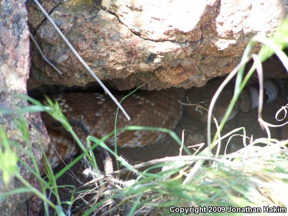 Red Diamond Rattlesnake (Crotalus ruber ruber)