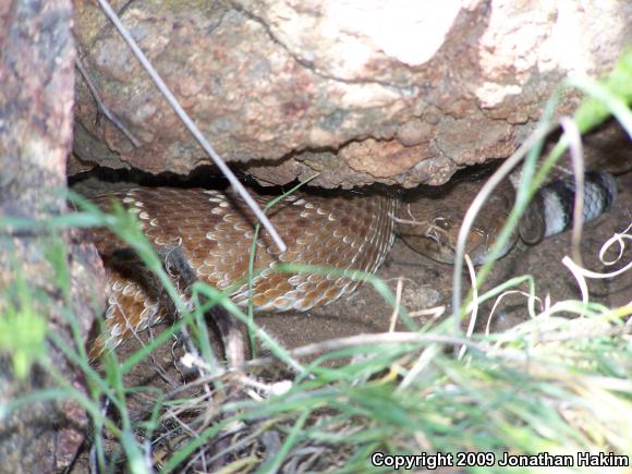 Red Diamond Rattlesnake (Crotalus ruber ruber)