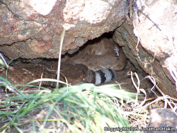 Red Diamond Rattlesnake (Crotalus ruber ruber)