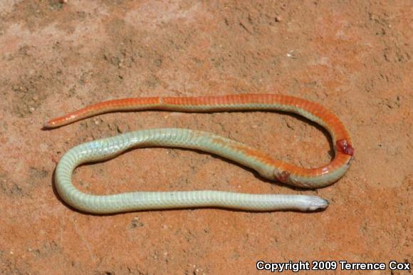 Chihuahuan Black-headed Snake (Tantilla wilcoxi)