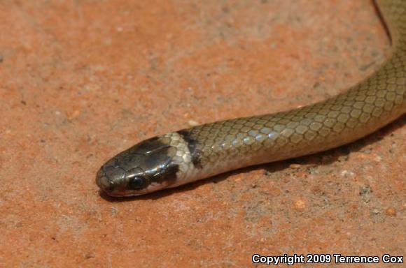 Chihuahuan Black-headed Snake (Tantilla wilcoxi)