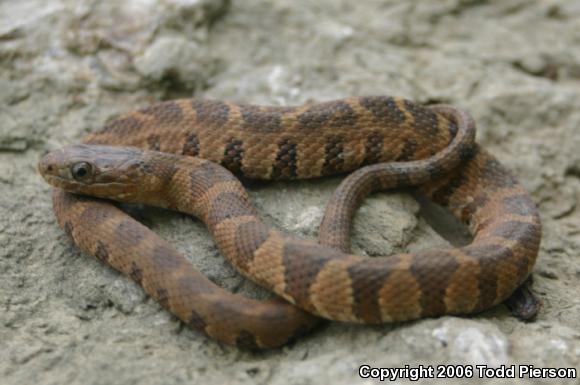 Midland Watersnake (Nerodia sipedon pleuralis)