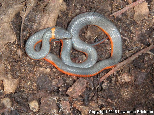 Coral-bellied Ring-necked Snake (Diadophis punctatus pulchellus)