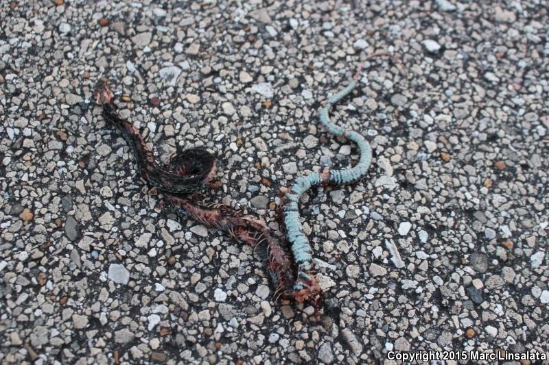 Blue-striped Gartersnake (Thamnophis sirtalis similis)