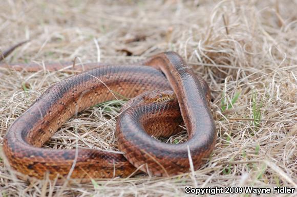 Corn Snake (Pantherophis guttatus guttatus)