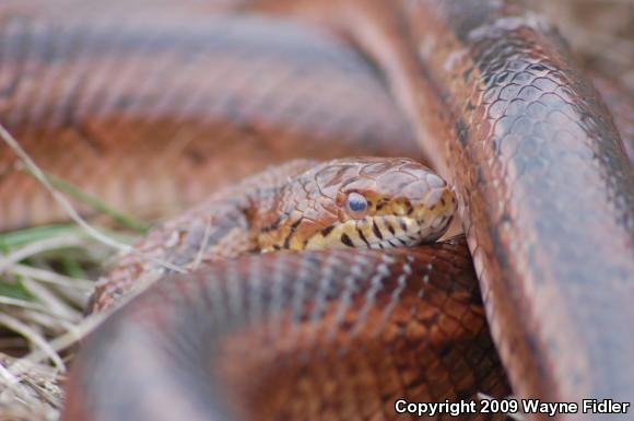 Corn Snake (Pantherophis guttatus guttatus)