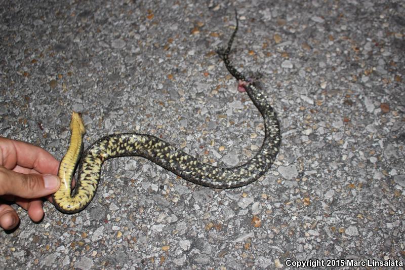 Mississippi Green Watersnake (Nerodia cyclopion)