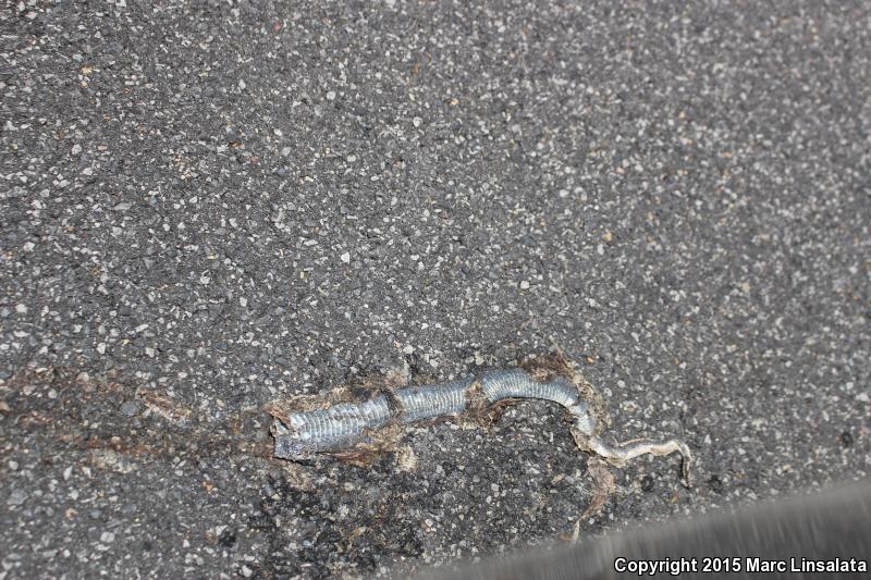 Black-masked Racer (Coluber constrictor latrunculus)