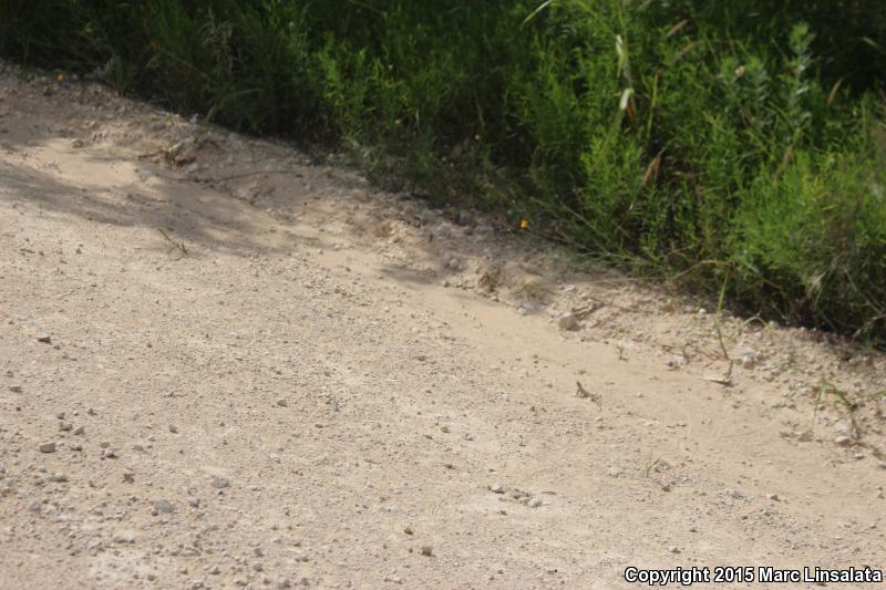 Texas Spotted Whiptail (Aspidoscelis gularis gularis)