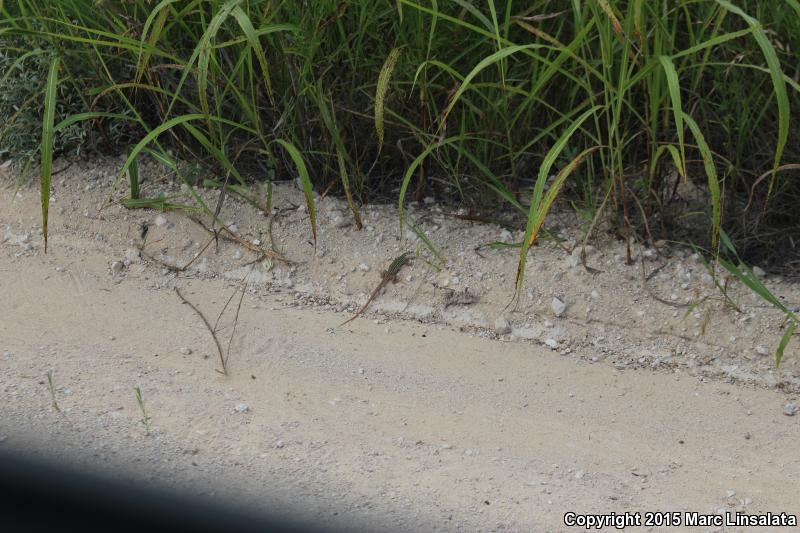 Texas Spotted Whiptail (Aspidoscelis gularis gularis)